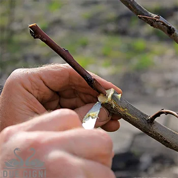 Due Cigni nož univerzalni 19cm 2C 204/19 B Due Cigni nož univerzalni 19cm 2C 204/19 B