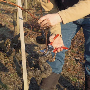 Felco komplet - makaze za orezivanje Felco 11 + rukavice Felco 701 L, XL Felco komplet - makaze za orezivanje Felco 11 + rukavice Felco 701 L, XL