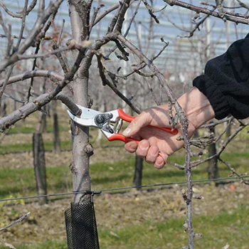 Felco makaze za orezivanje jednoručne 2 Felco makaze za orezivanje jednoručne 2