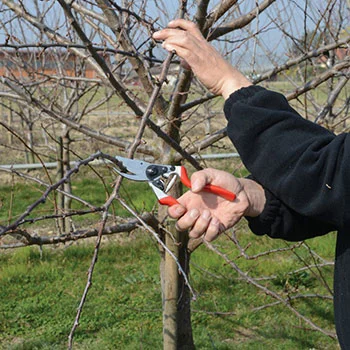 Felco komplet - makaze za orezivanje Felco 8 + zaštitne rukavice Felco 702 (L, XL) Felco komplet - makaze za orezivanje Felco 8 + zaštitne rukavice Felco 702 (L, XL)