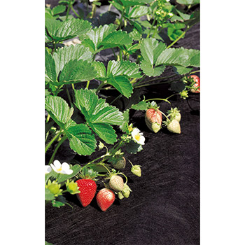 Stocker folija malč za jagode 5×0.8m A4563 Stocker folija malč za jagode 5×0.8m A4563