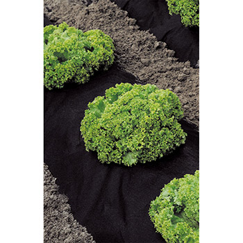 Stocker folija malč za jagode 5×0.8m A4563 Stocker folija malč za jagode 5×0.8m A4563