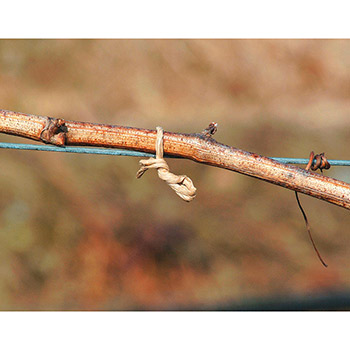Stocker traka za vezivanje Stofix 500m A20500 Stocker traka za vezivanje Stofix 500m A20500